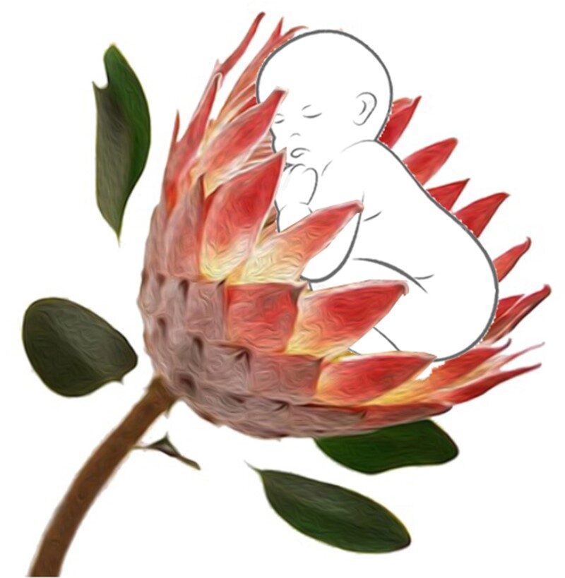 Protea studie